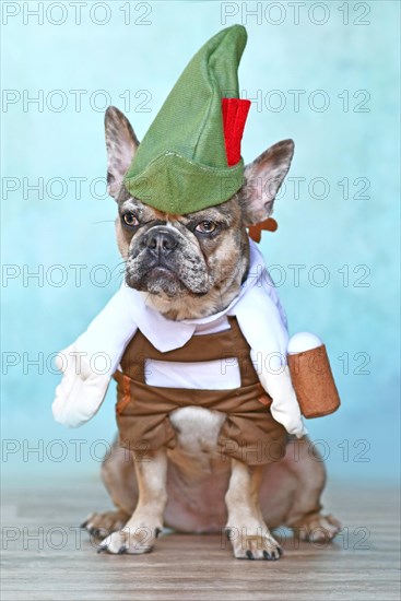 Merle French Bulldog dog dressed up with funny traditional Bavarian 'Oktoberfest' costume with Lederhosen pants