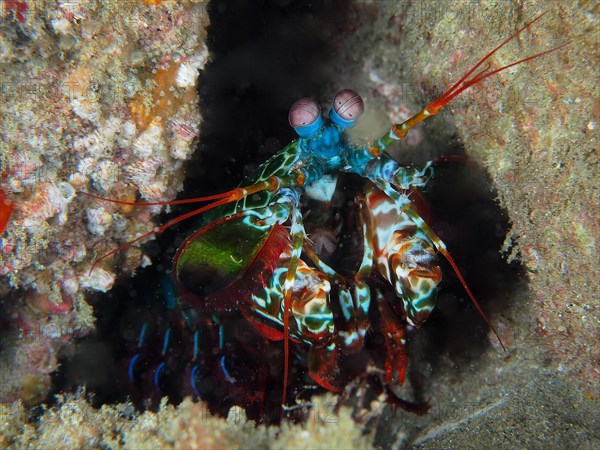 Peacock mantis shrimp