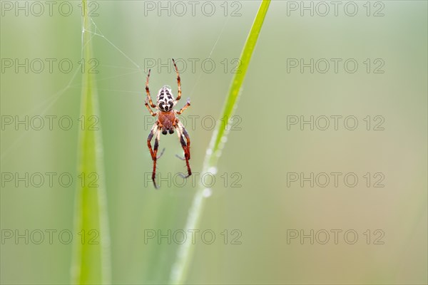 Furrow spider