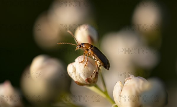 Cherry leafcock