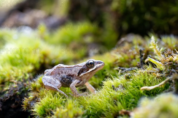 Moor frog