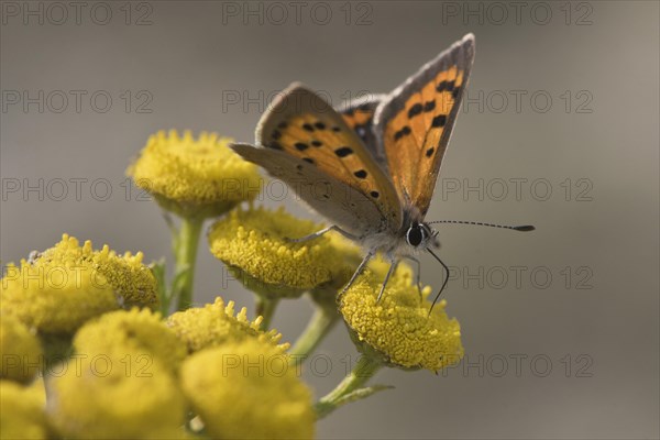 Small copper