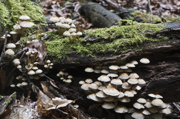 Sulphur tuft