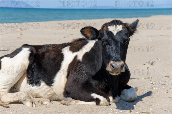 Free-range cow lying on the beach