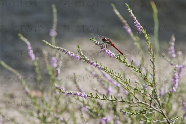 Vagrant darter