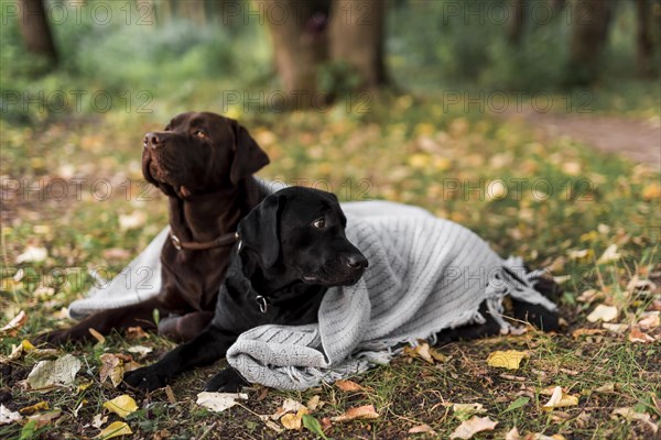 Black brown labrador lying grass with white scarf