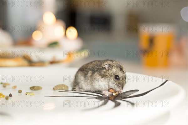 Close up view cute hamster plate