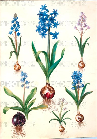 Alpine squill