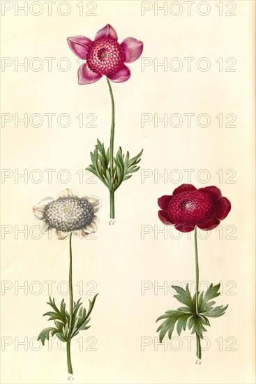 Crown Anemone