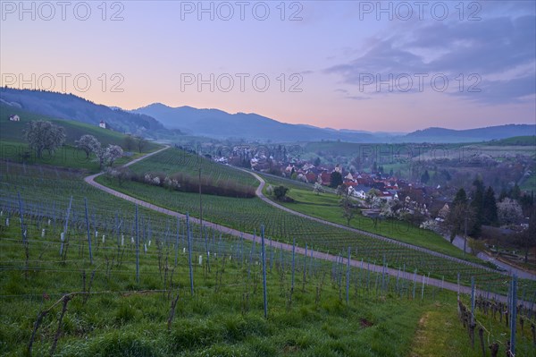 Vineyards