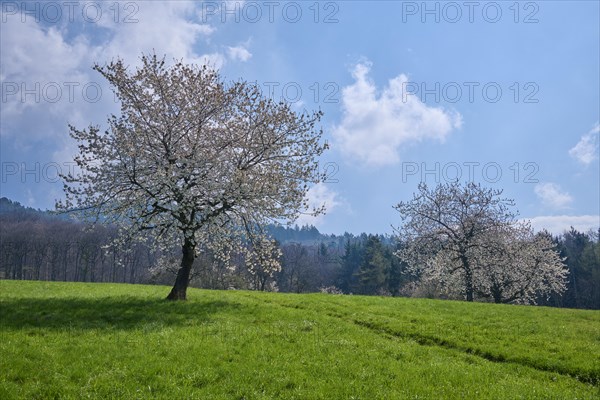 Cherry trees