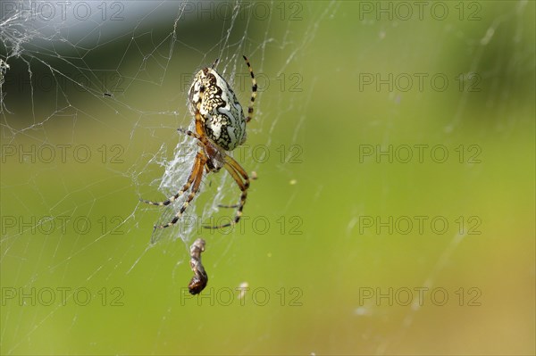 Oak leaf spider