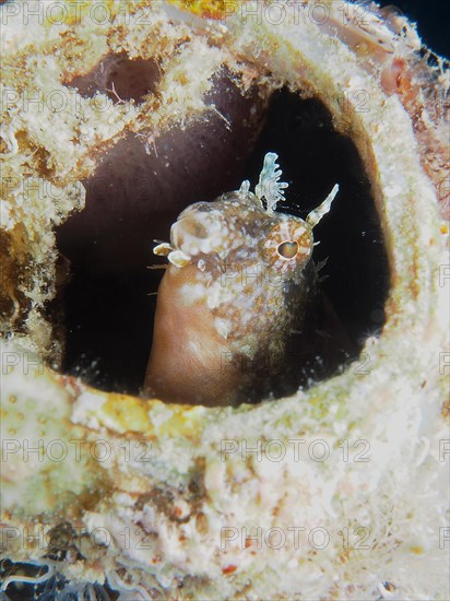 A sabre-toothed blenny