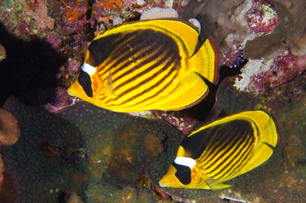 Pair of diagonal butterflyfish