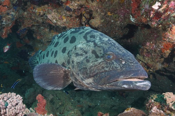 Potato grouper