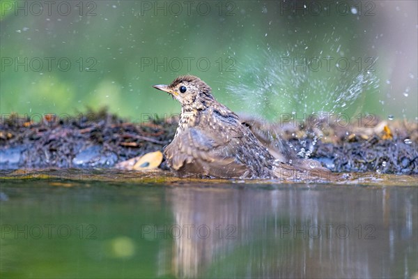 Song Thrush