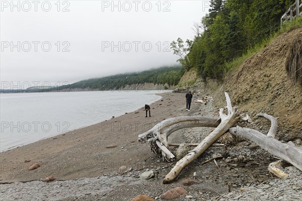 Driftwood on the beach