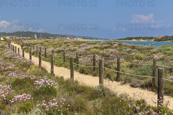 Beach carnations on the beach of Porto Pollo