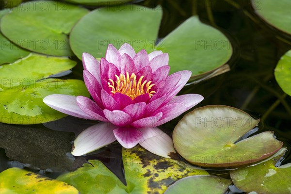 Pink water lily