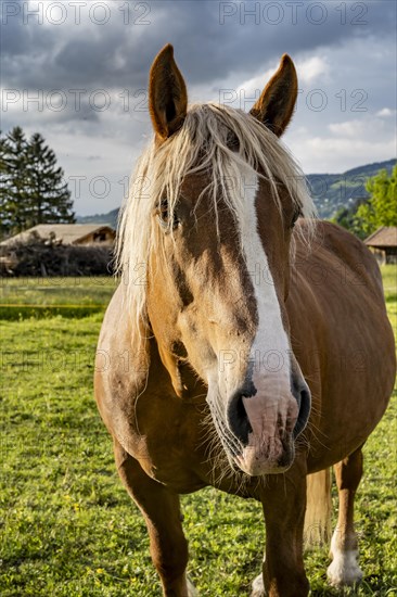 Haflinger horse