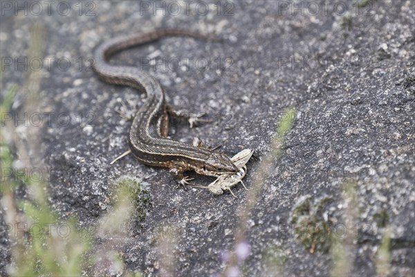 Viviparous lizard