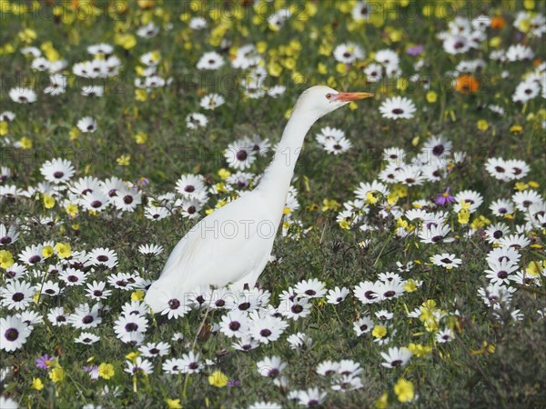 Yellow-billed egret