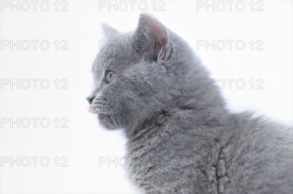 British Shorthair male