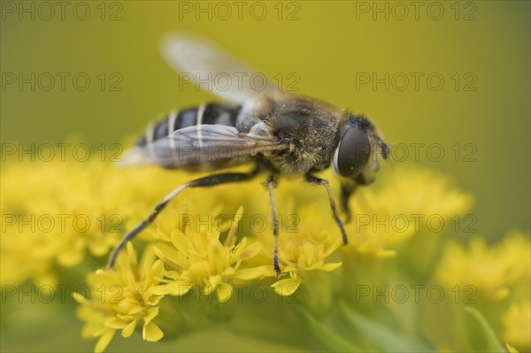 Medium wedge-winged hoverfly