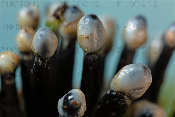 Conidia black cup secondary fruit form several black rough stems and egg-shaped milk-white heads next to each other against a blue sky