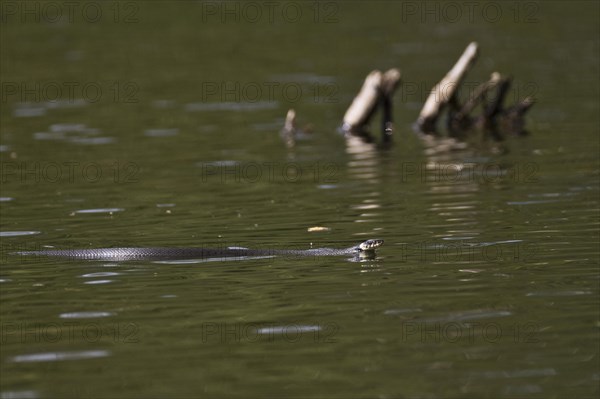 Grass snake