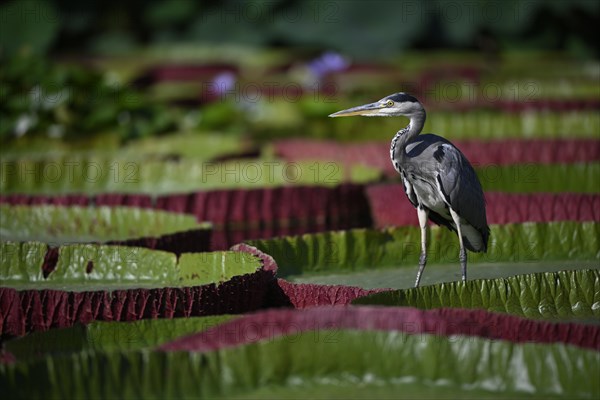 Grey heron