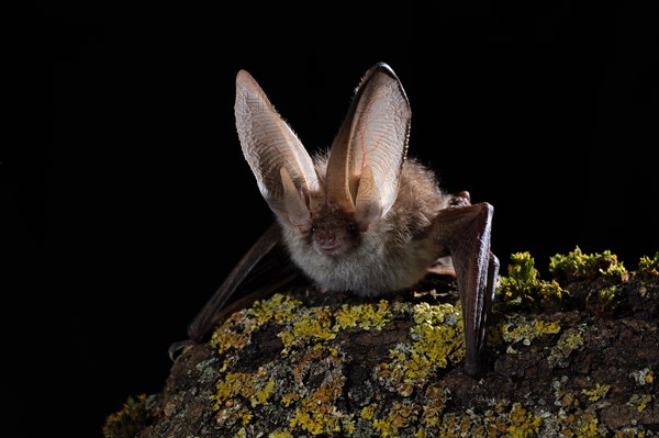 Brown long-eared bat