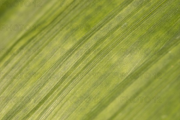 Close up leaf texture organic background