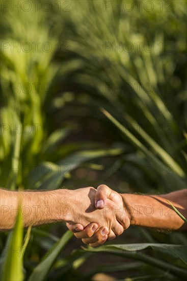 Close up man handshake sunny day