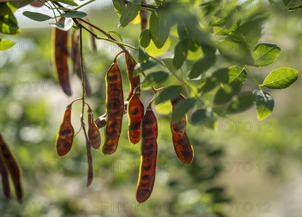 Ripe pods of a common robinia