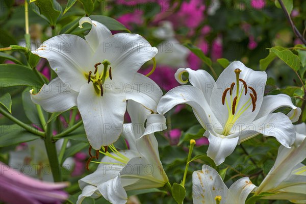 White lily