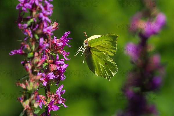 Brimstone