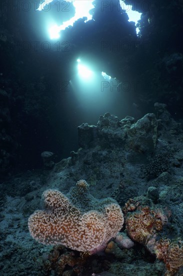 Mushroom leather coral