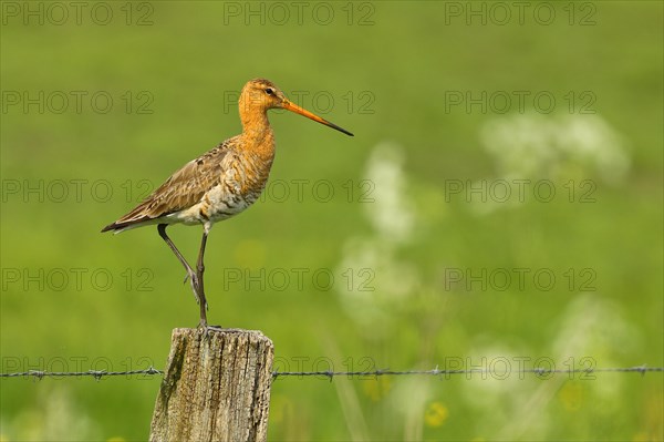 Black-tailed Godwit