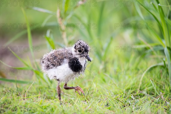 Northern lapwing