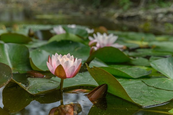 Water lily blooming in a pond. Bas-Rhin