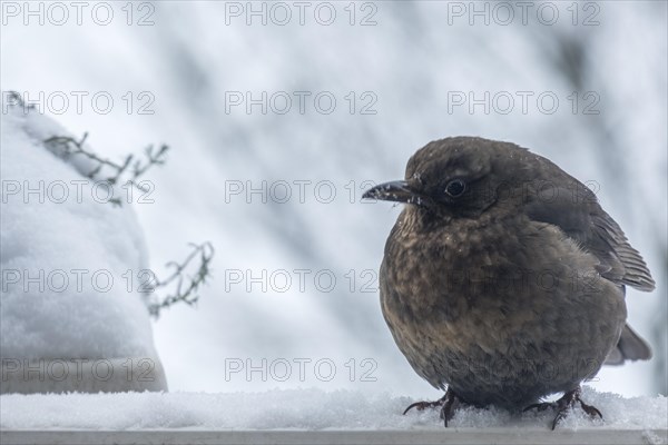 Female blackbird