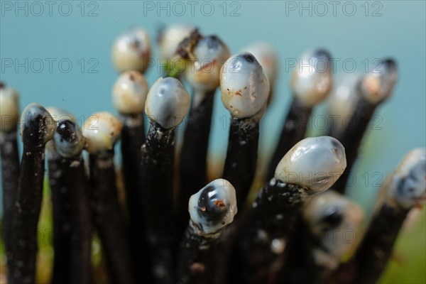 Conidia black cup secondary fruit form several black rough stems and egg-shaped milk-white heads next to each other against a blue sky