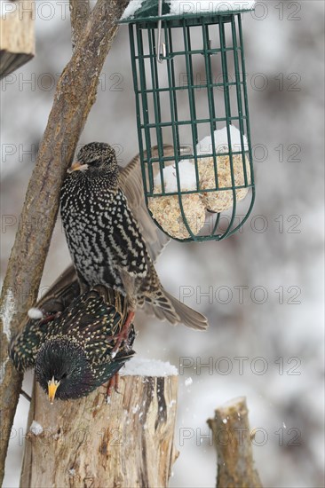 Common starling