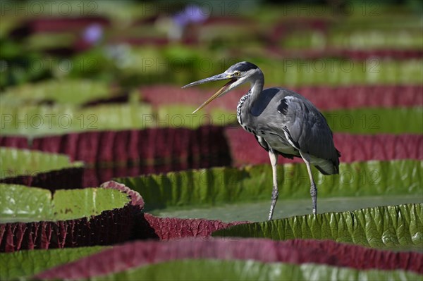 Grey heron