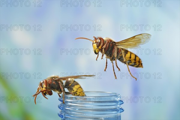 European hornets