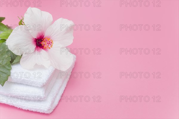 Close up white hibiscus flower towels pink backdrop