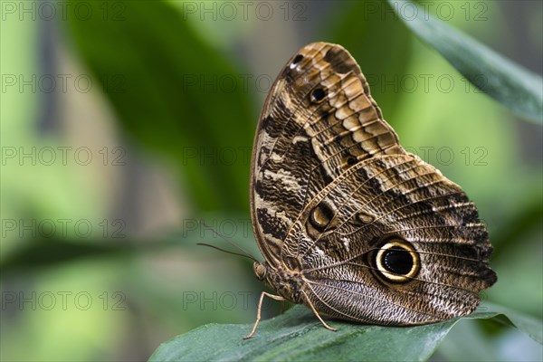 Owl butterfly with blurry background