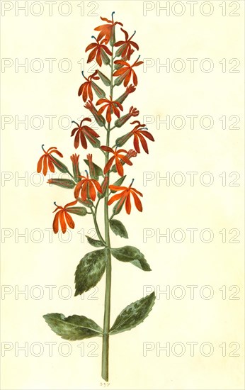 Cardinal lobelia