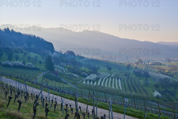 Vineyards